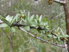 Elaeagnaceae