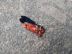 Scieroptera formosana