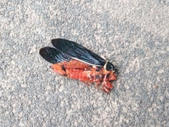 Scieroptera formosana