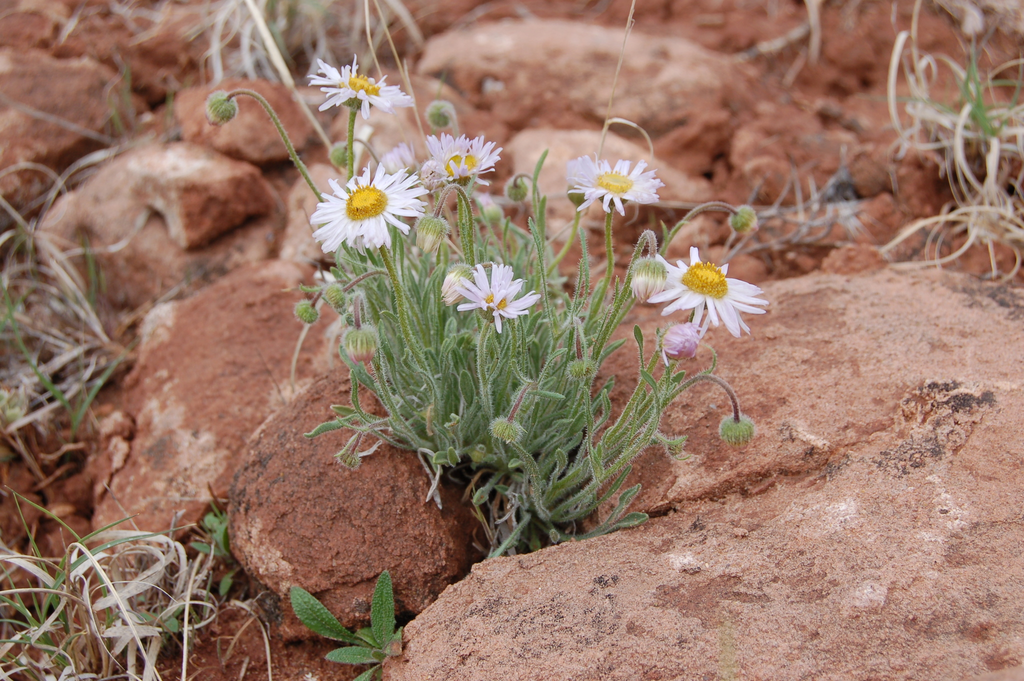 Erigeron concinnus