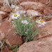 Navajo Fleabane - Photo (c) Tony Frates, some rights reserved (CC BY-NC-SA)