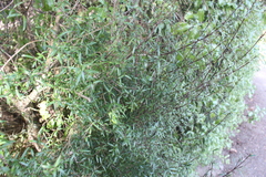 Coprosma linariifolia