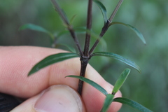 Coprosma linariifolia