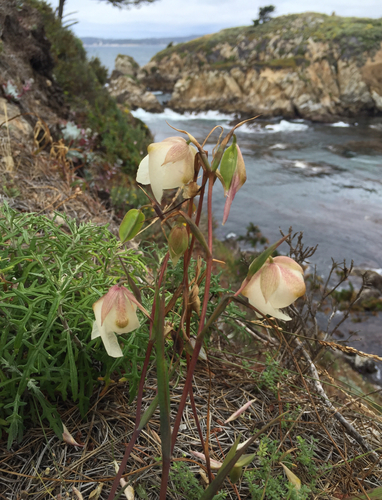 White fairy-lantern (Calochortus albus)