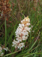 Orobanche crenata