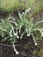 Antennaria argentea