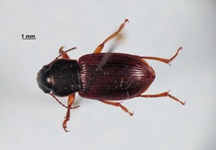 Anisodactylus sanctaecrucis
