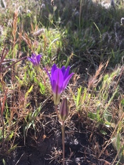 Brodiaea elegans