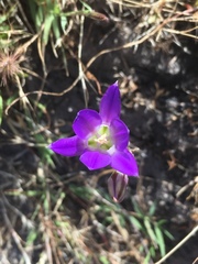 Brodiaea elegans