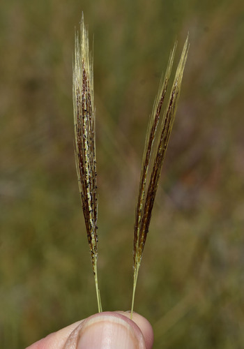 Pseudopogonatherum contortum observed 2024-05-04