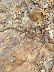 Diadophis punctatus vandenburgii