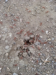 Pogonomyrmex californicus