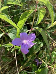Ruellia pedunculata