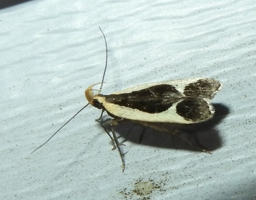 Cream-edged Dichomeris Moth and Allies photo 4