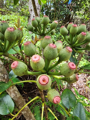 Polyscias waialealae