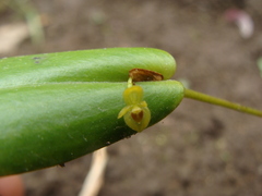 Pleurothallis dibolia