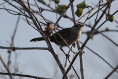 Campylorhynchus yucatanicus