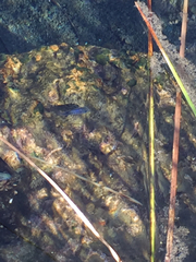 Cyprinodon nevadensis