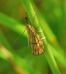 Chrysocrambus linetella