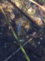 Cyprinodon nevadensis