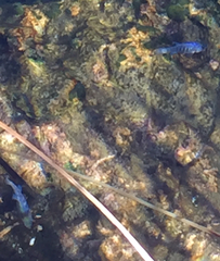 Cyprinodon nevadensis