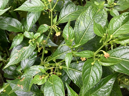 Tubocapsicum anomalum iNat (2)