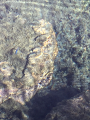 Cyprinodon nevadensis