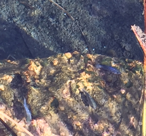 Cyprinodon nevadensis