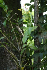 Dendrobium mirbelianum