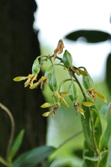 Dendrobium mirbelianum