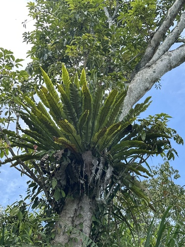 Foto de Renda-portuguesa