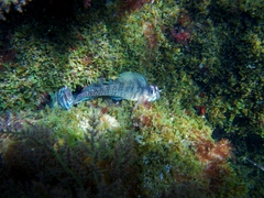 Salaria pavo