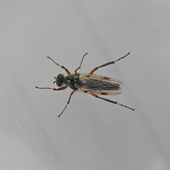 Bibio articulatus