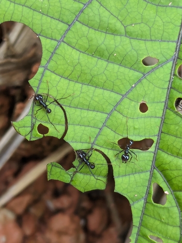 Atta cephalotes