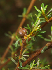 Olearia solandri