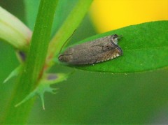 Dichrorampha plumbana