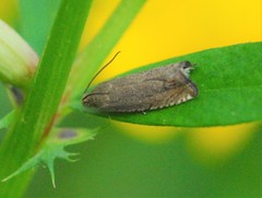 Dichrorampha plumbana