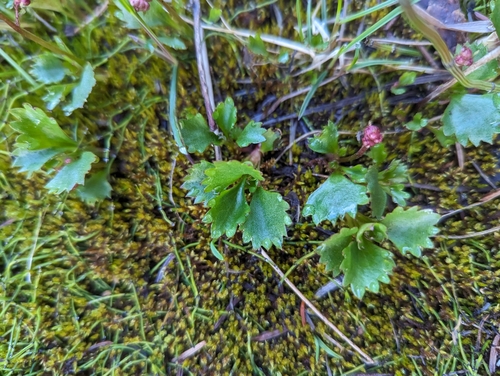 Image of Micranthes lyallii by (c) Caleb Catto, some rights reserved (CC BY)