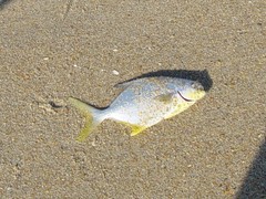 Trachinotus carolinus