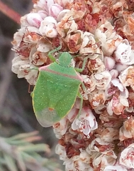 Thyanta pallidovirens