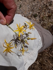 Bloomeria crocea aurea