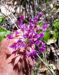 Allium crispum