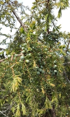 Juniperus