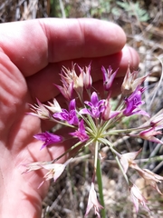 Allium crispum