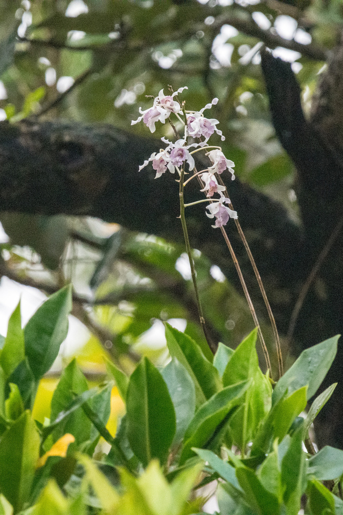 Dendrobium nindii W.Hill