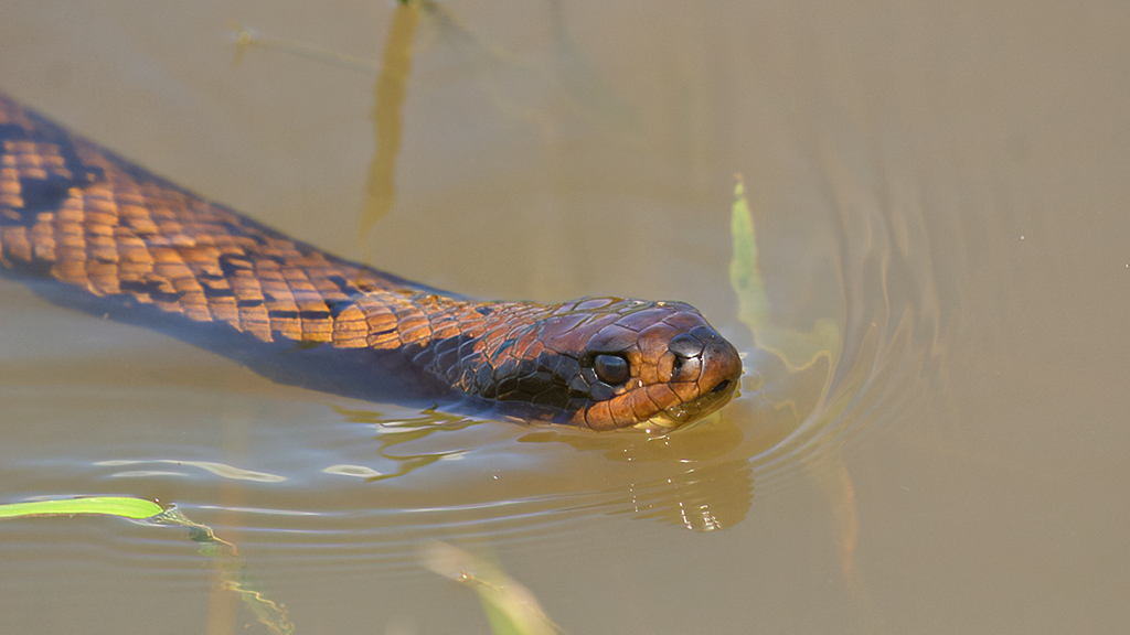 False water cobra