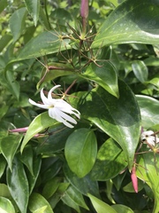 Jasminum polyanthum