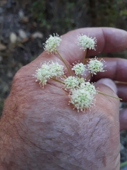 Perideridia californica