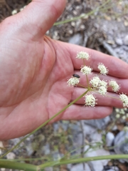 Perideridia californica