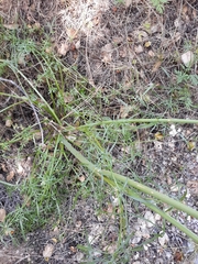 Perideridia californica